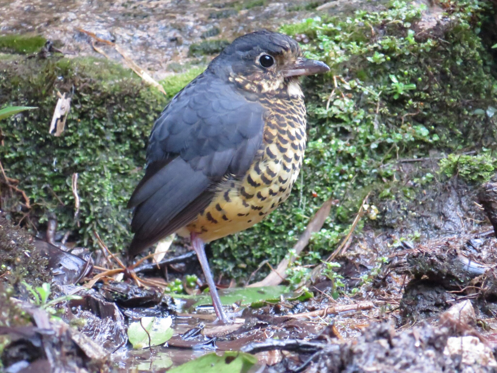 image Undulated Antpitta